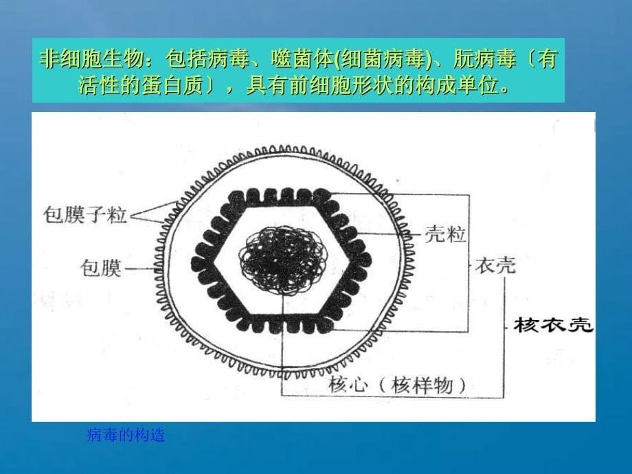 遗传学第二章遗传的细胞学基础ppt课件_第5页