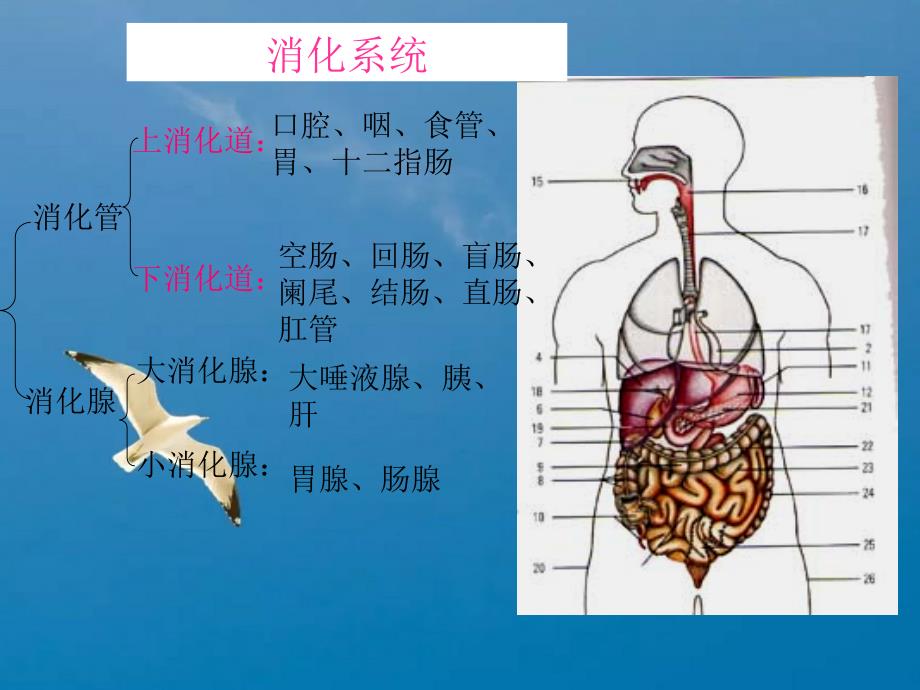 运动与健康运动解剖学基础知识ppt课件_第3页