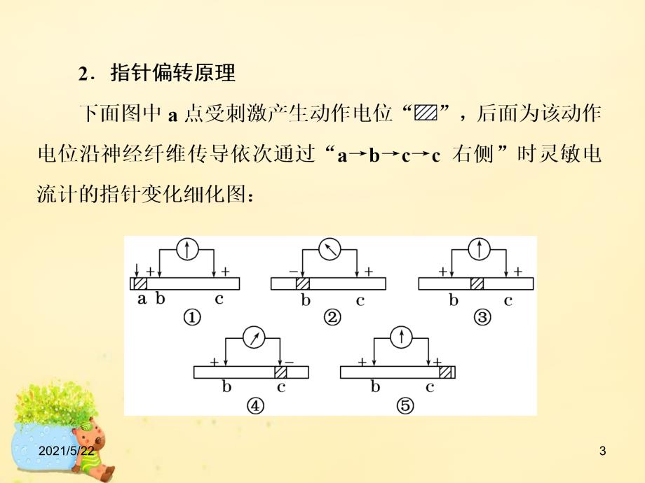 2017届高三生物一轮复习-电流表指针偏转问题与兴奋传导方向剖析_第3页