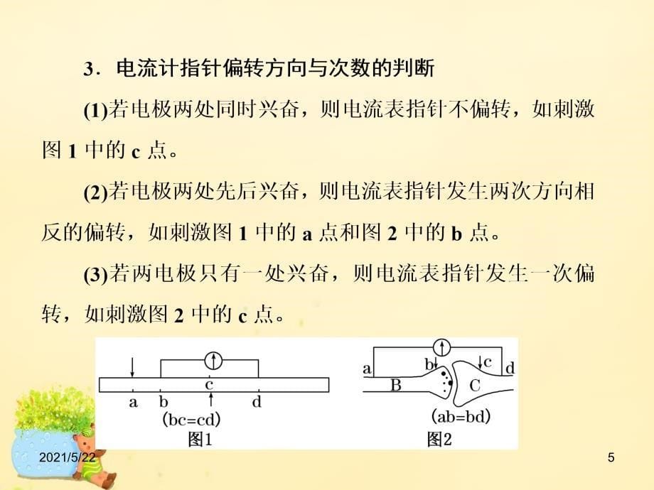 2017届高三生物一轮复习-电流表指针偏转问题与兴奋传导方向剖析_第5页