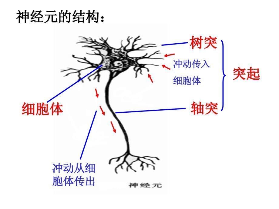 33神经系统(第1课时)_第5页