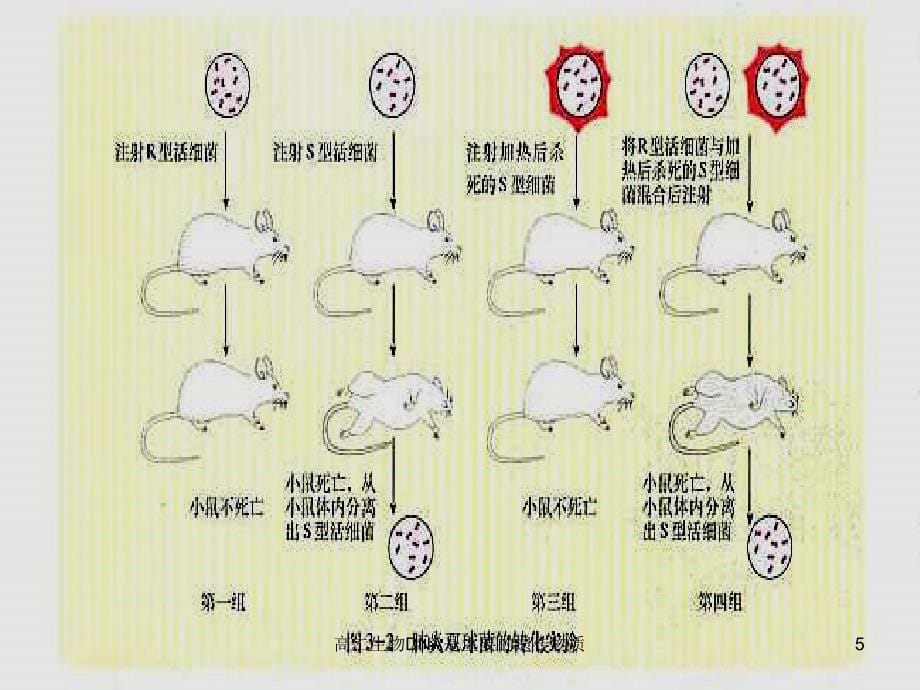 高二生物DNA是主要的遗传物质课件_第5页