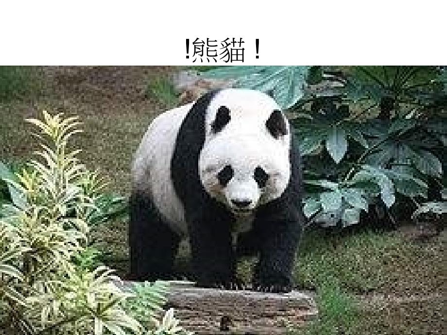 最新熊猫资料_第1页