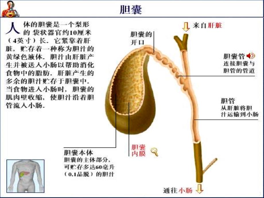 胆系疾病学习ppt医学课件_第3页