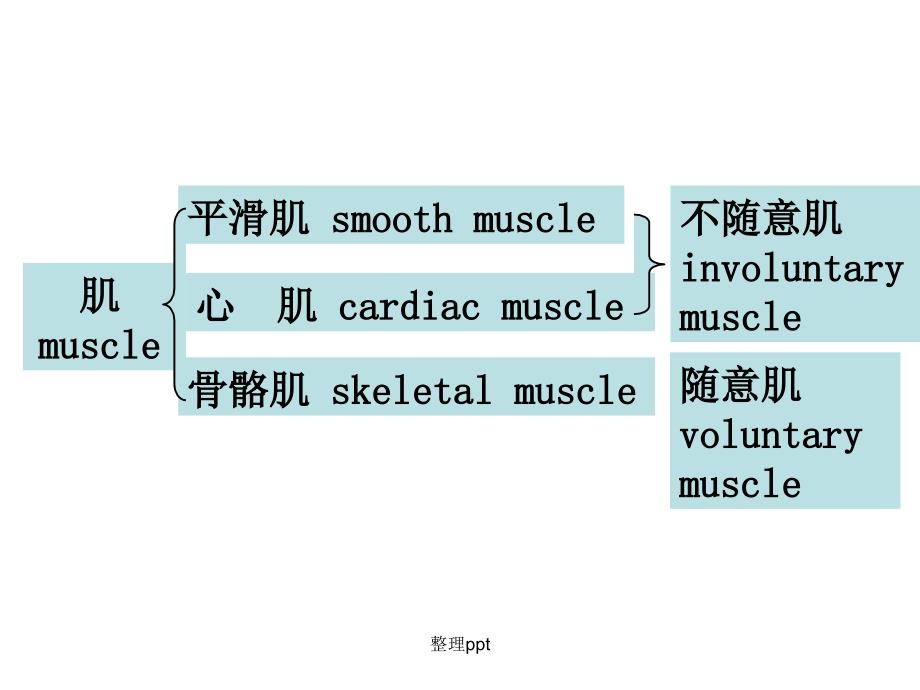 肌学总论附主要肌肉理论_第2页