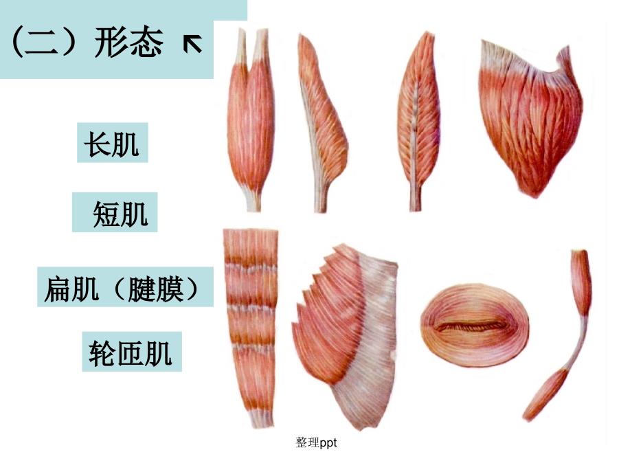 肌学总论附主要肌肉理论_第4页