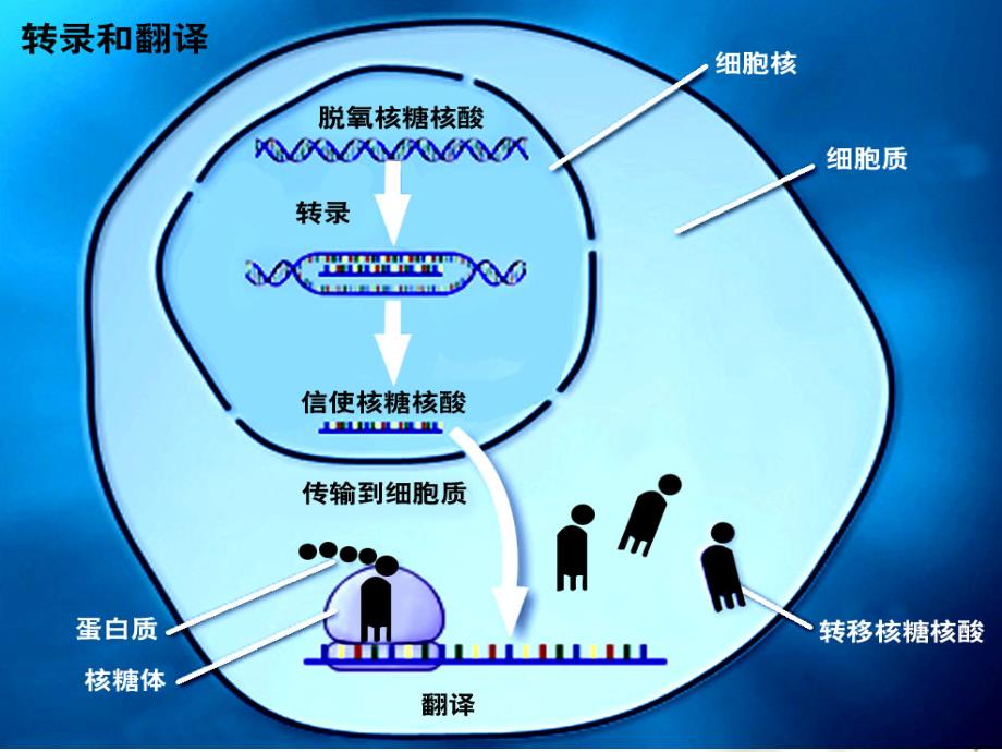 高中生物转录与翻译(gong).ppt_第4页