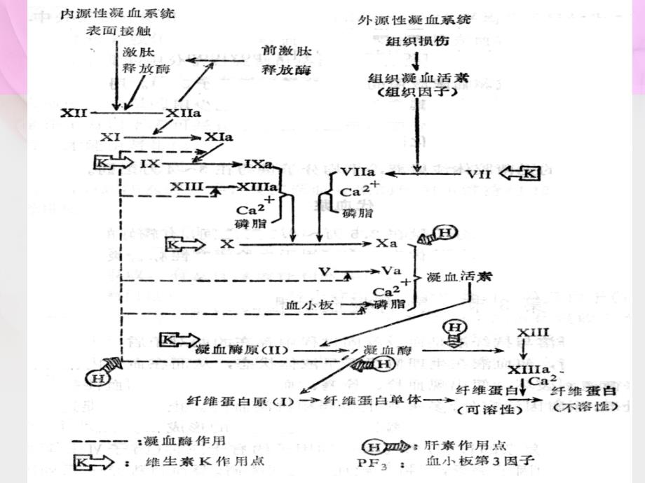 第23章--作用于血液与造血系统药物课件_第4页