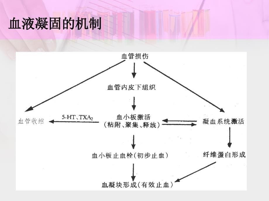 第23章--作用于血液与造血系统药物课件_第5页