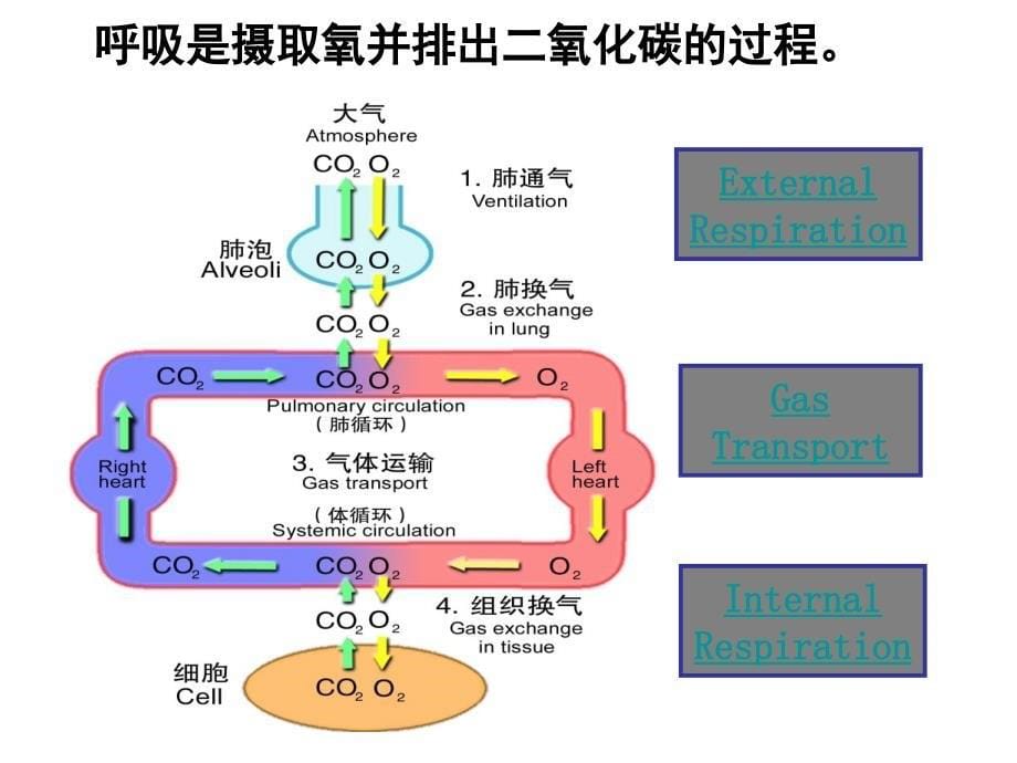 《呼吸衰竭大专》PPT课件_第5页