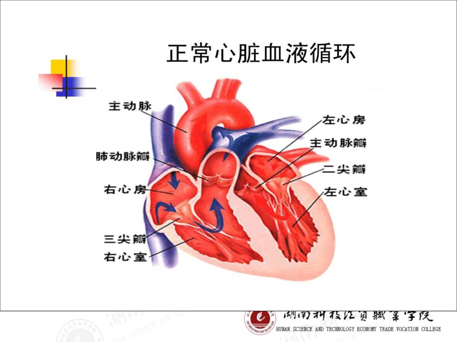 循环系统疾第六节瓣膜病病人护理_第4页