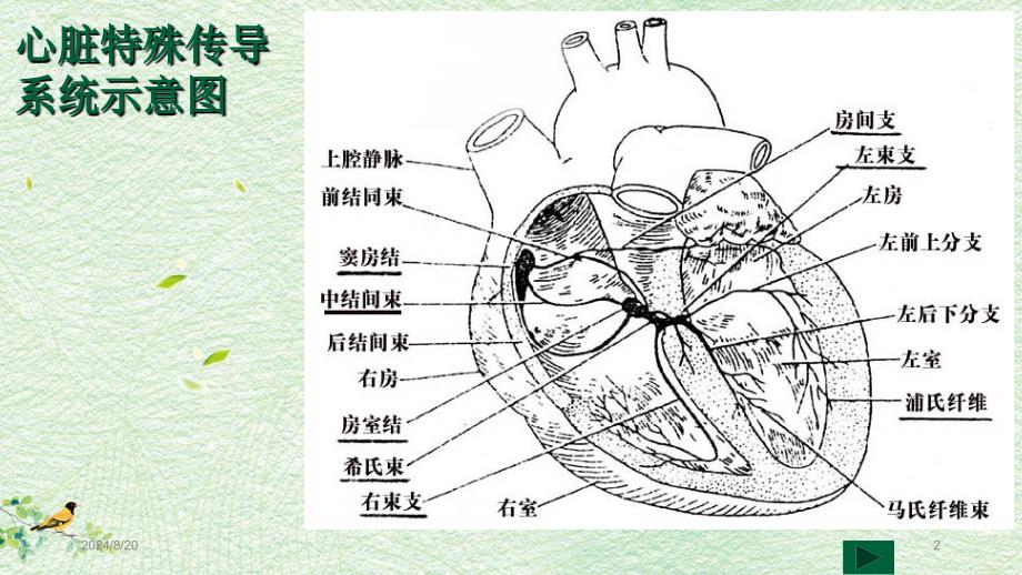 心电图读图五步法PPT参考课件_第2页