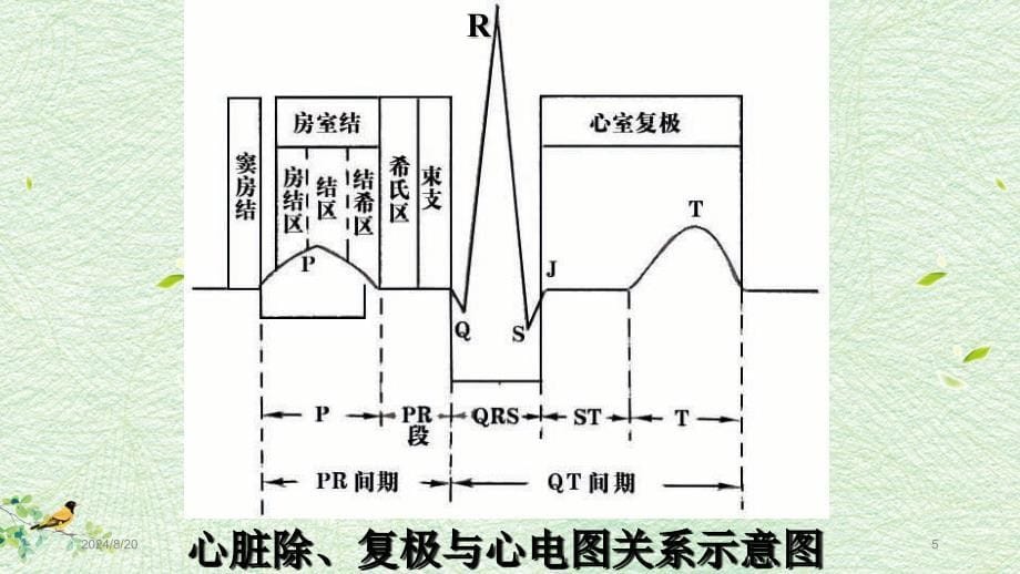 心电图读图五步法PPT参考课件_第5页