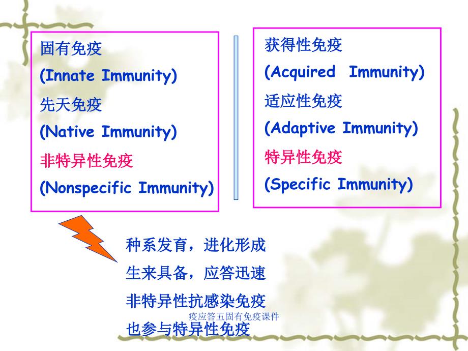 疫应答五固有免疫课件_第2页