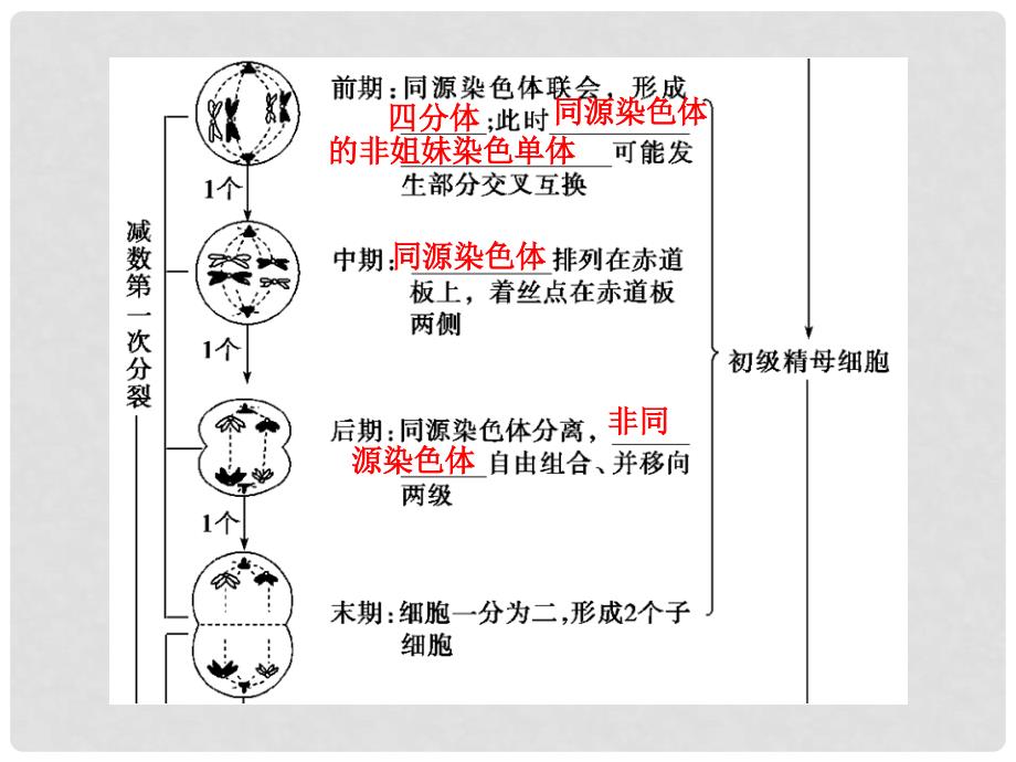 高考生物总复习 第五单元 第3讲 减数分裂和受精作用配套课件_第3页