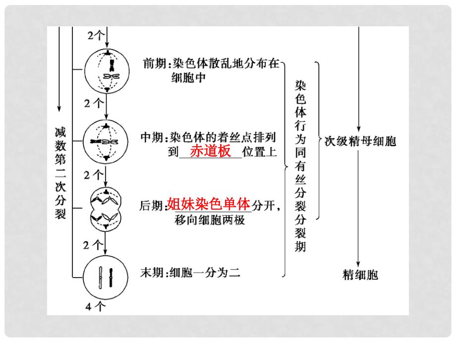 高考生物总复习 第五单元 第3讲 减数分裂和受精作用配套课件_第4页