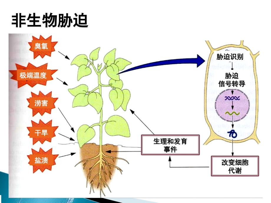 植物生理学课件第十二章 抗性生理_第4页