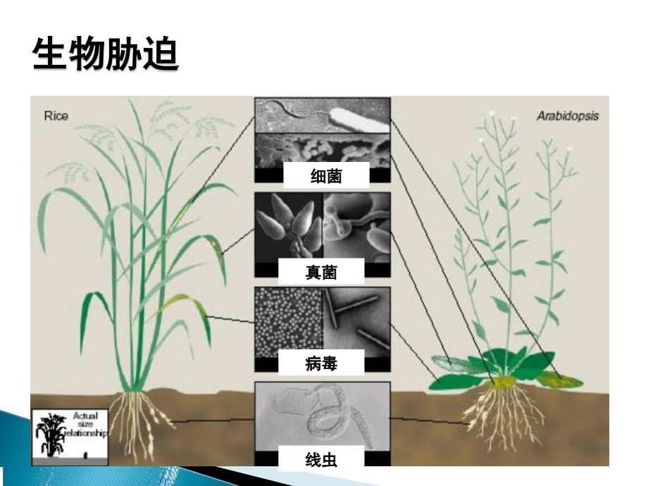 植物生理学课件第十二章 抗性生理_第5页