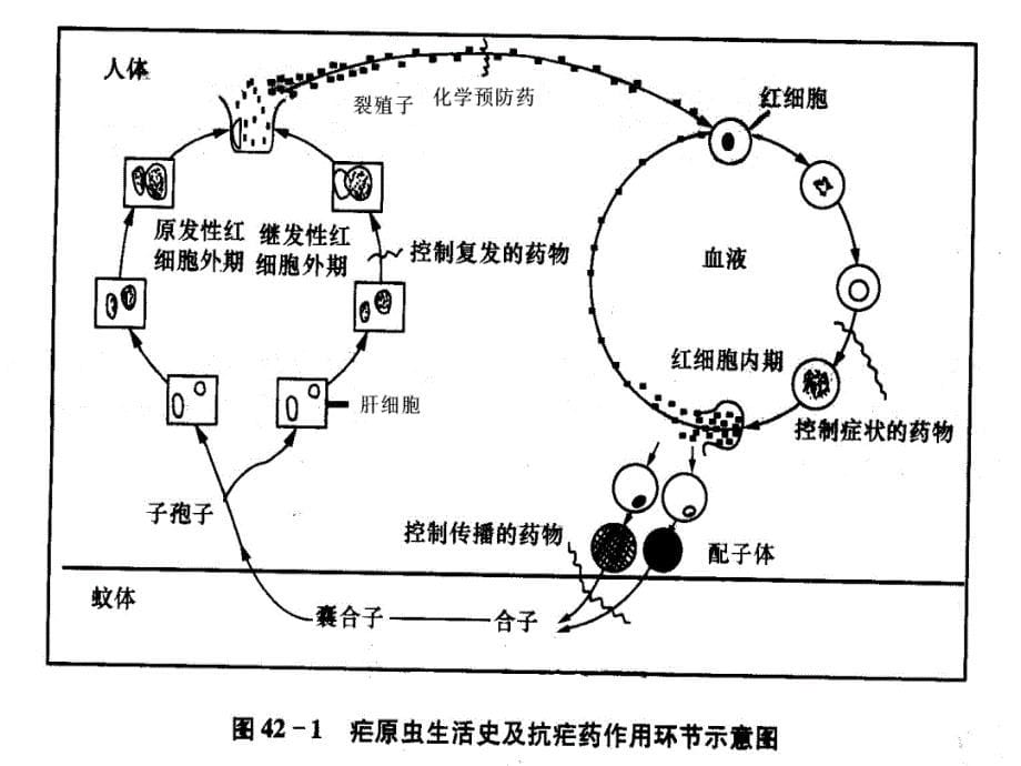 抗寄生虫药抗疟药临床_第5页