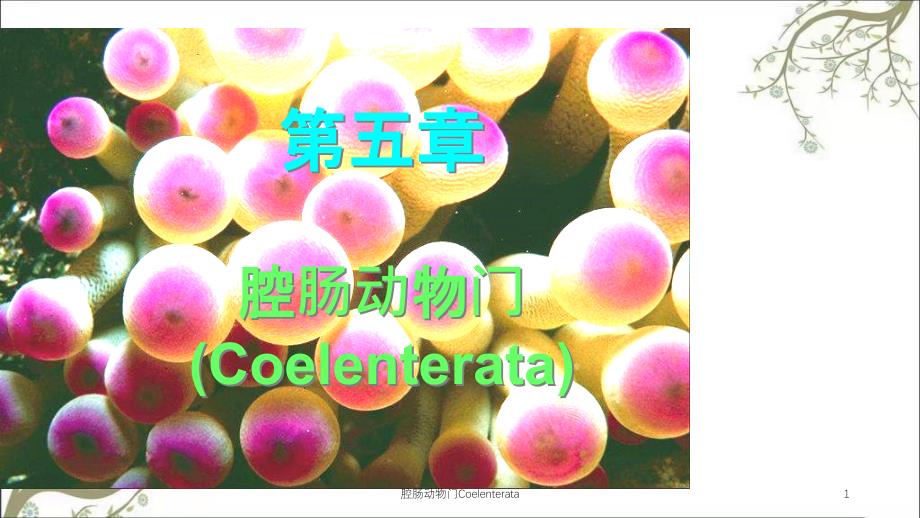 腔肠动物门Coelenterata课件_第1页