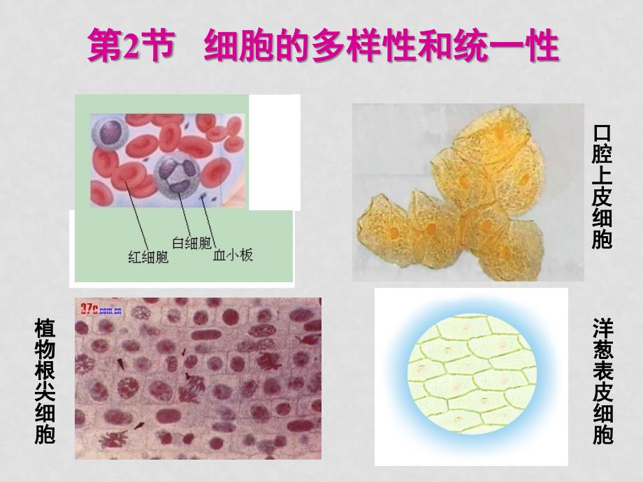 高中生物1.2 细胞的多样性和统一性　课件1人教版必修1_第1页