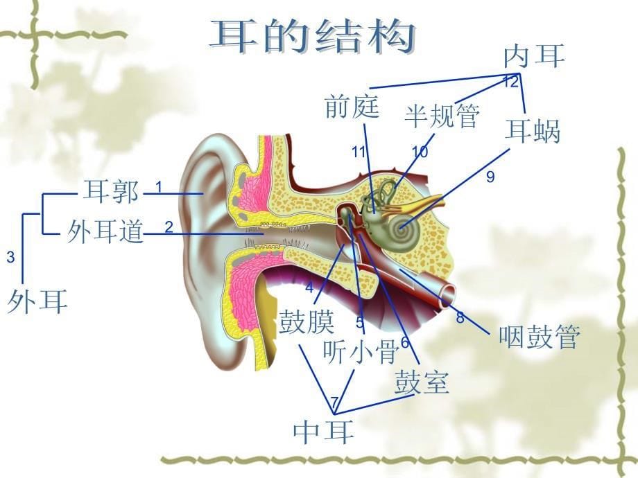 苏科版初中生物八上第六单元16.2人体对信息的感知耳与听觉课件_第5页