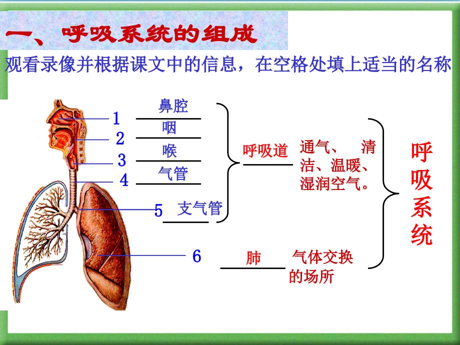 人体的呼吸PPT_第3页