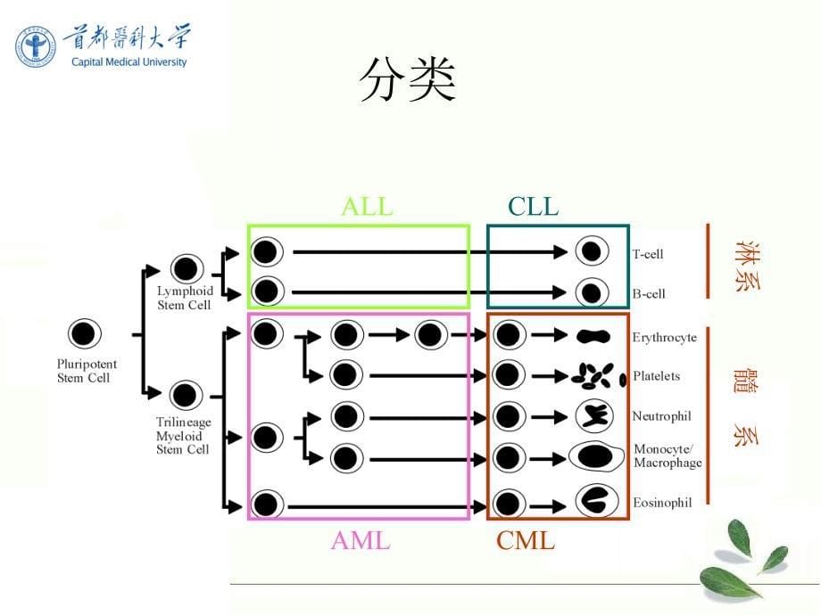 内科医学课件：白 血 病_第5页