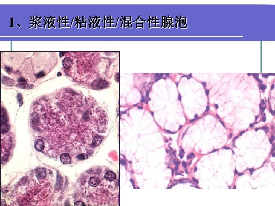 实习十一消化腺PPT课件_第5页