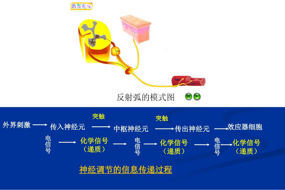 人教版教学教案云南省弥勒县庆来中学生物必修3 人和动物的调节与信息传递(课件)_第3页