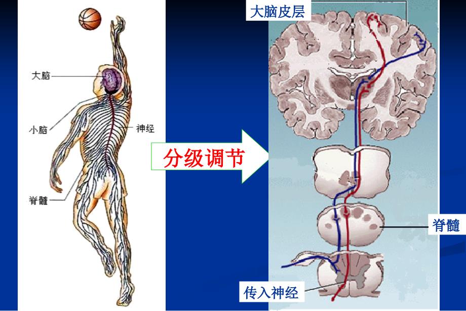 人教版教学教案云南省弥勒县庆来中学生物必修3 人和动物的调节与信息传递(课件)_第4页