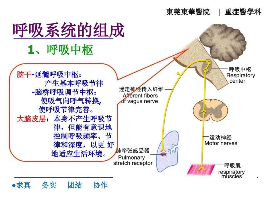 呼吸系统的评估与护理_第5页