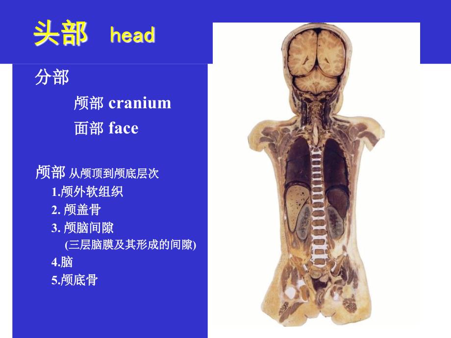 头部解剖图谱PPT课件_第1页