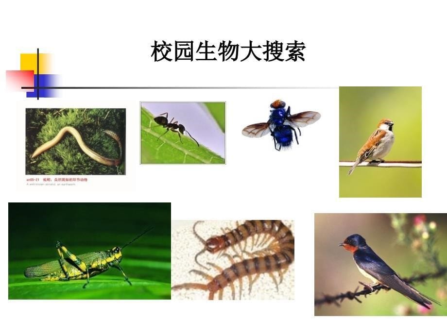 《校园生物大搜索》_第5页