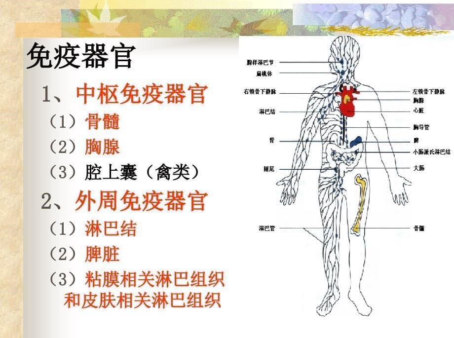 医学免疫学：第二章 免疫器官和组织_第5页