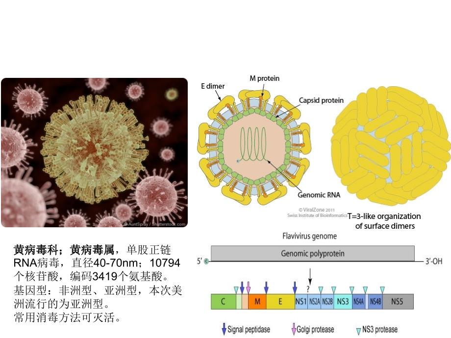 寨卡病毒病(Zika virus disease)诊疗方案(2016版)解读-地坛医院-李兴旺_第4页