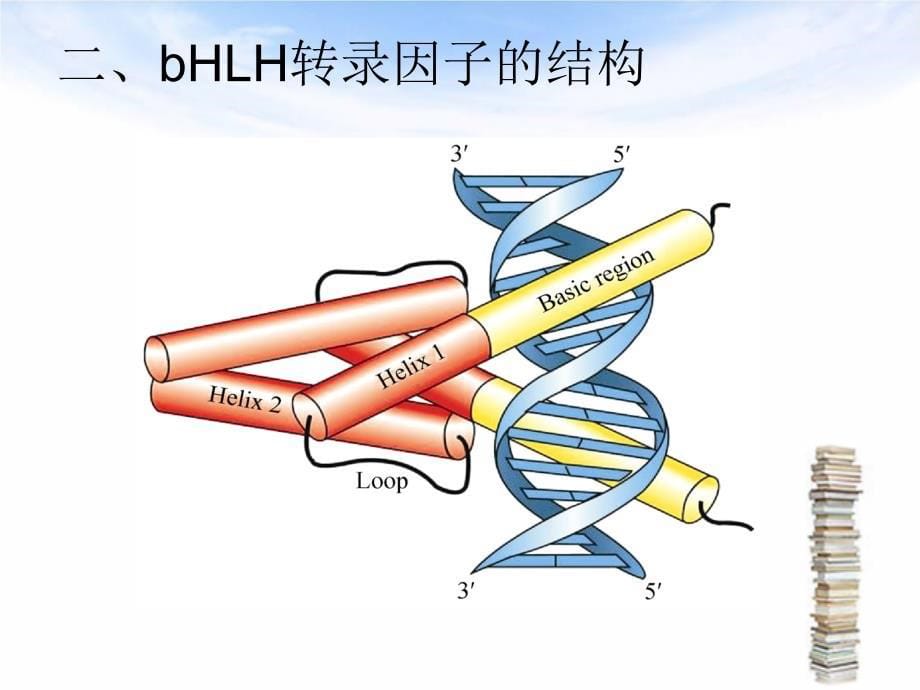 .04.25bHLH转录因子介绍PPT课件_第5页