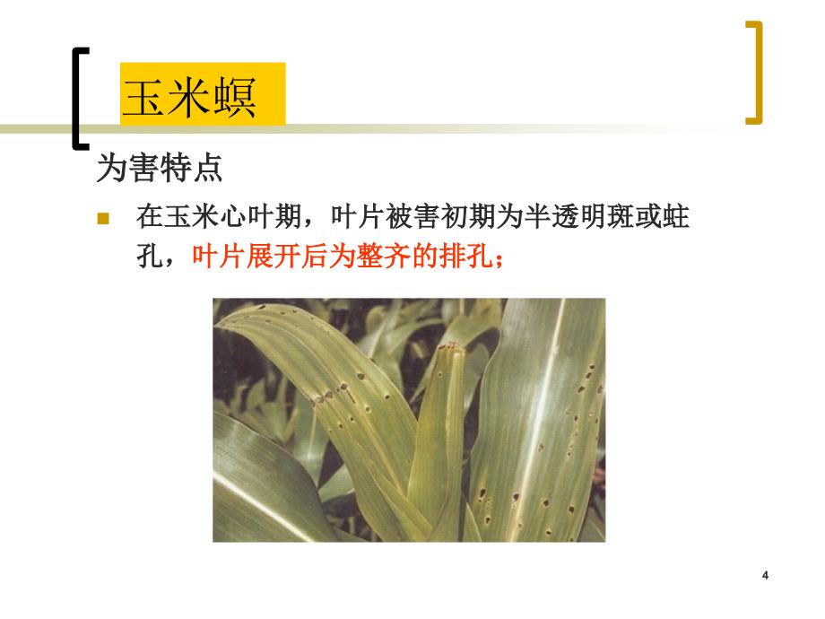 1玉米螟防治ppt课件_第4页