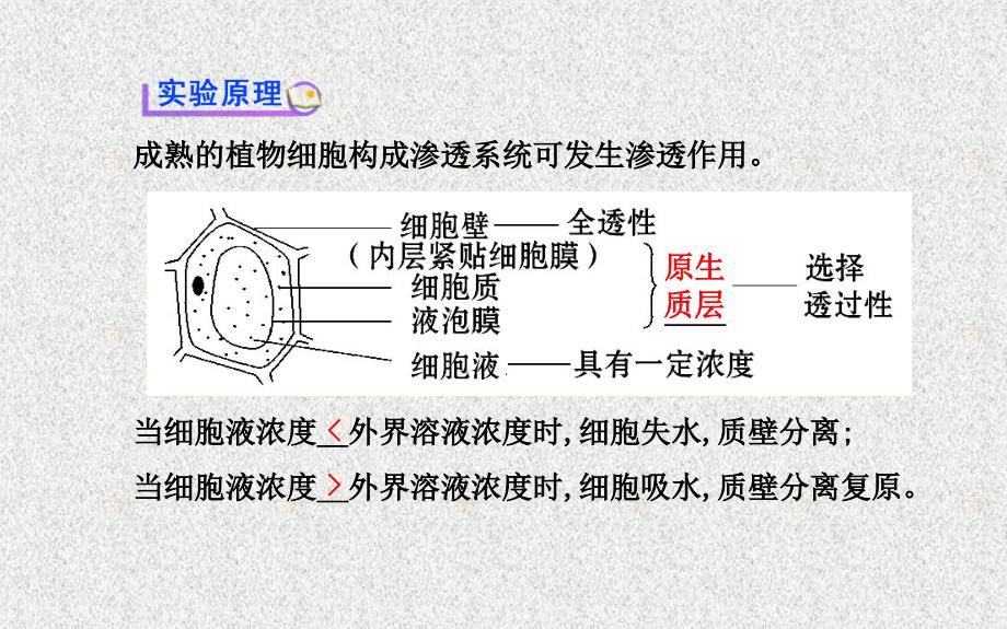 必修1探究植物细胞的吸水和失水分解课件_第2页