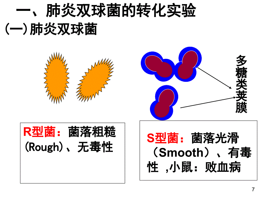 DNA是主要的遗传物质上课用课堂PPT_第4页