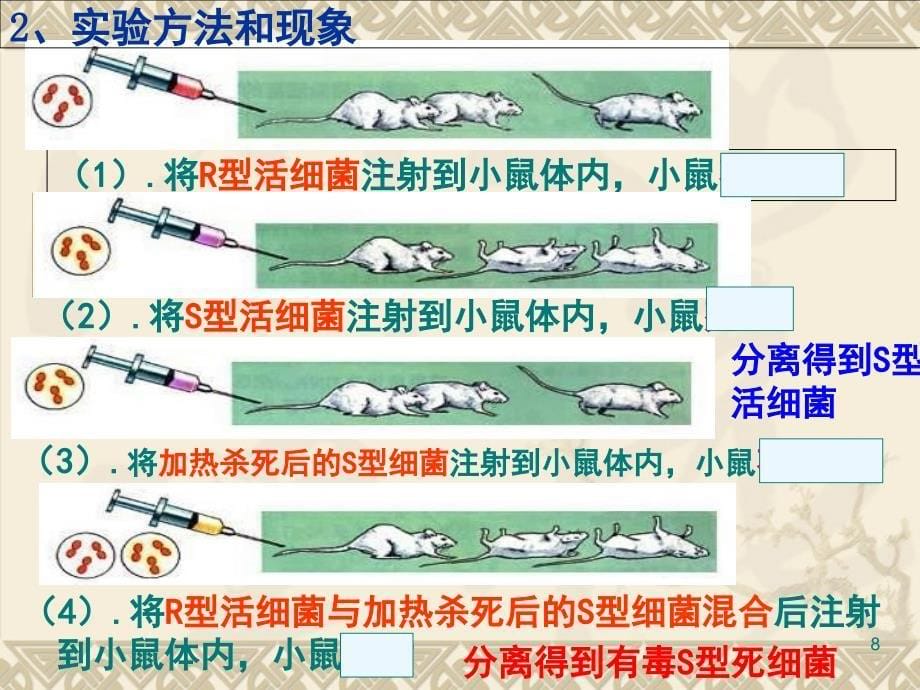 DNA是主要的遗传物质上课用课堂PPT_第5页