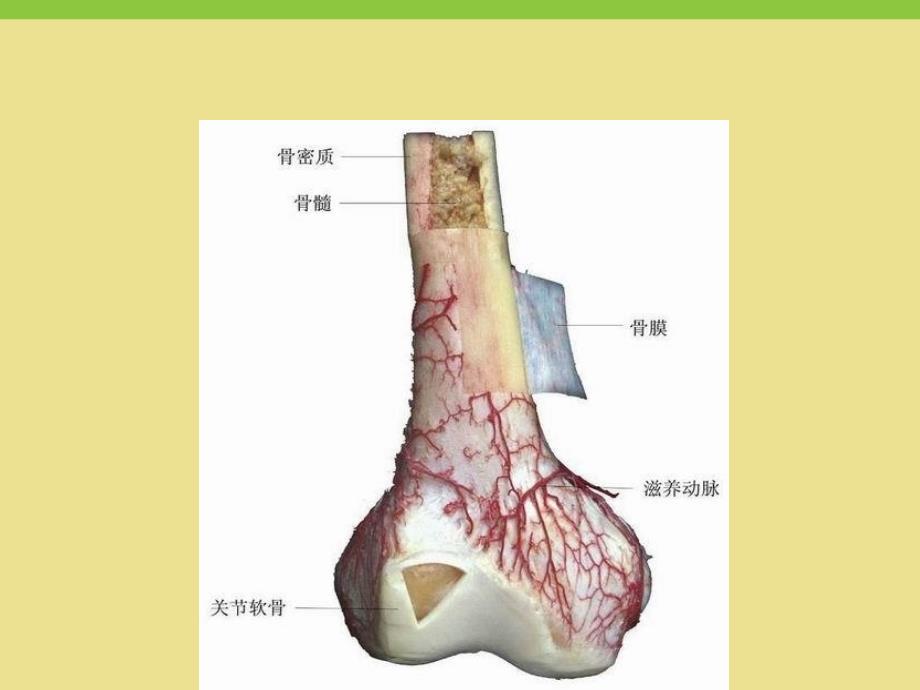 学前儿童卫生保健.ppt_第4页