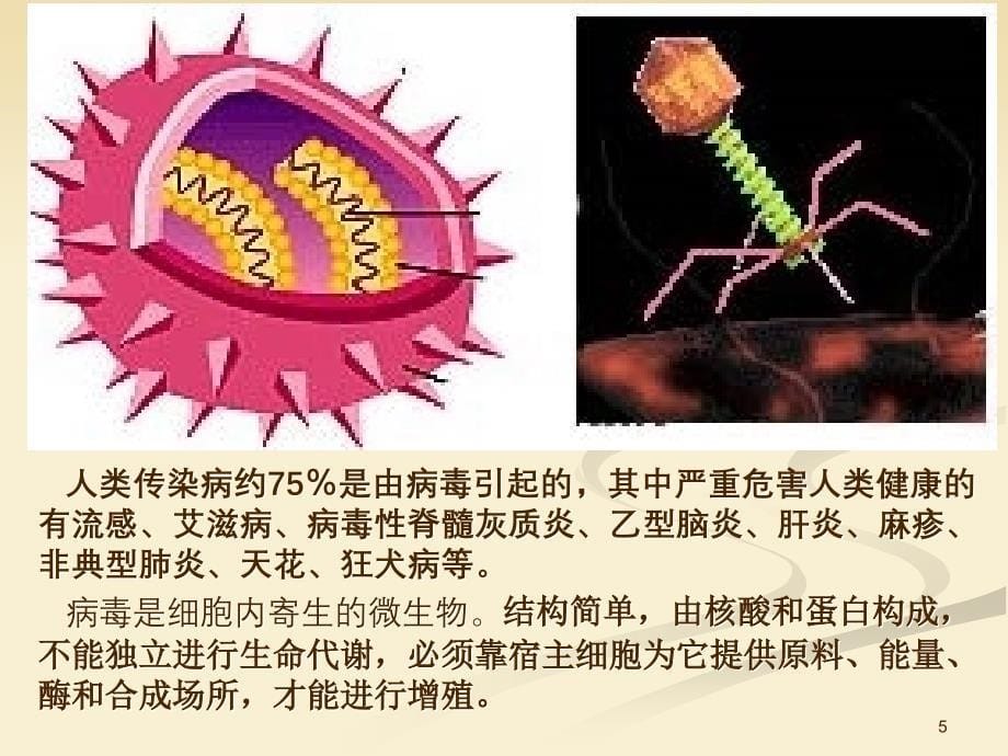 药理学抗病毒药和抗真菌药ppt课件_第5页