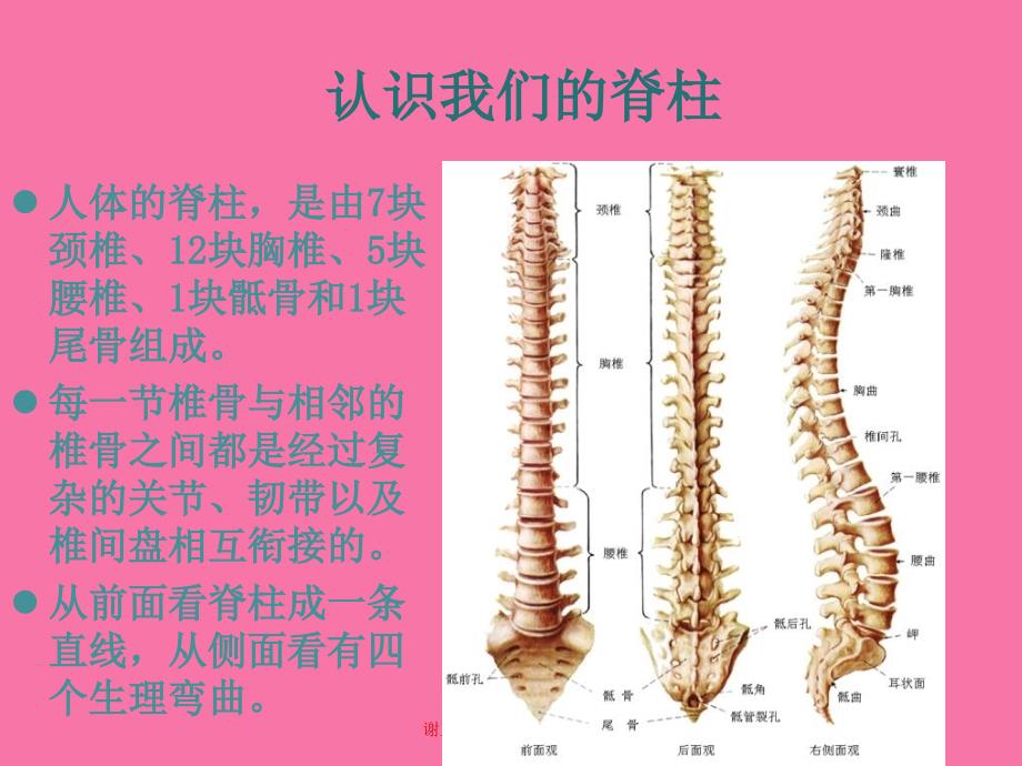 脊柱管理ppt课件_第4页