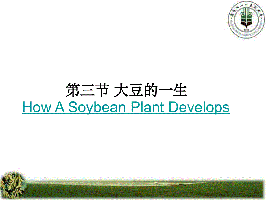 教学课件第三节大豆的一生_第1页