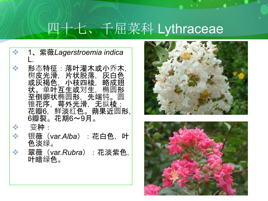 千屈菜科Lythracea_第2页