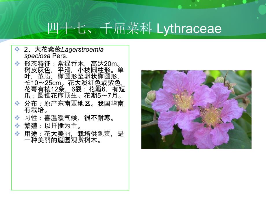 千屈菜科Lythracea_第4页