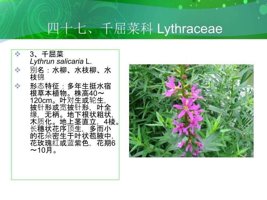 千屈菜科Lythracea_第5页