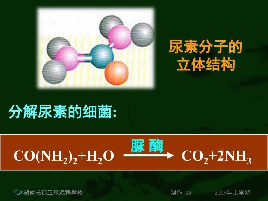 高二生物《土壤中分解尿素的细菌的分离与记数》_第5页