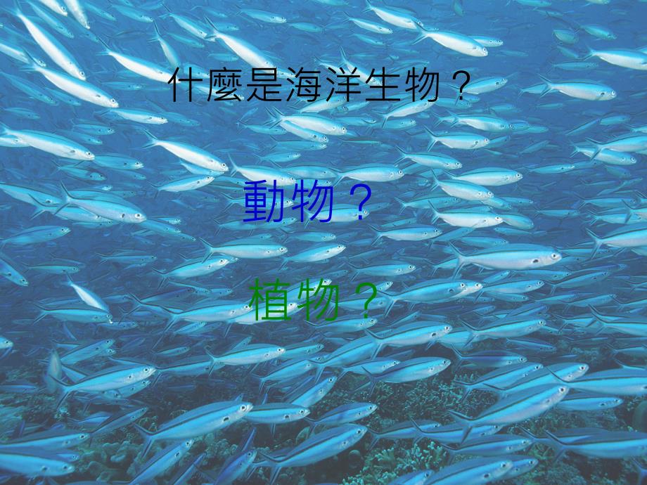 超有趣的海义洋生物_第3页